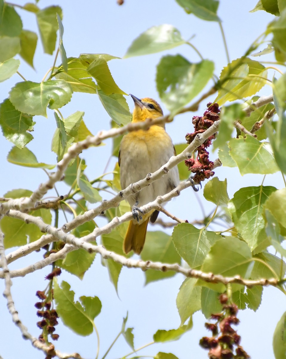 Bullock's Oriole - ML618837969