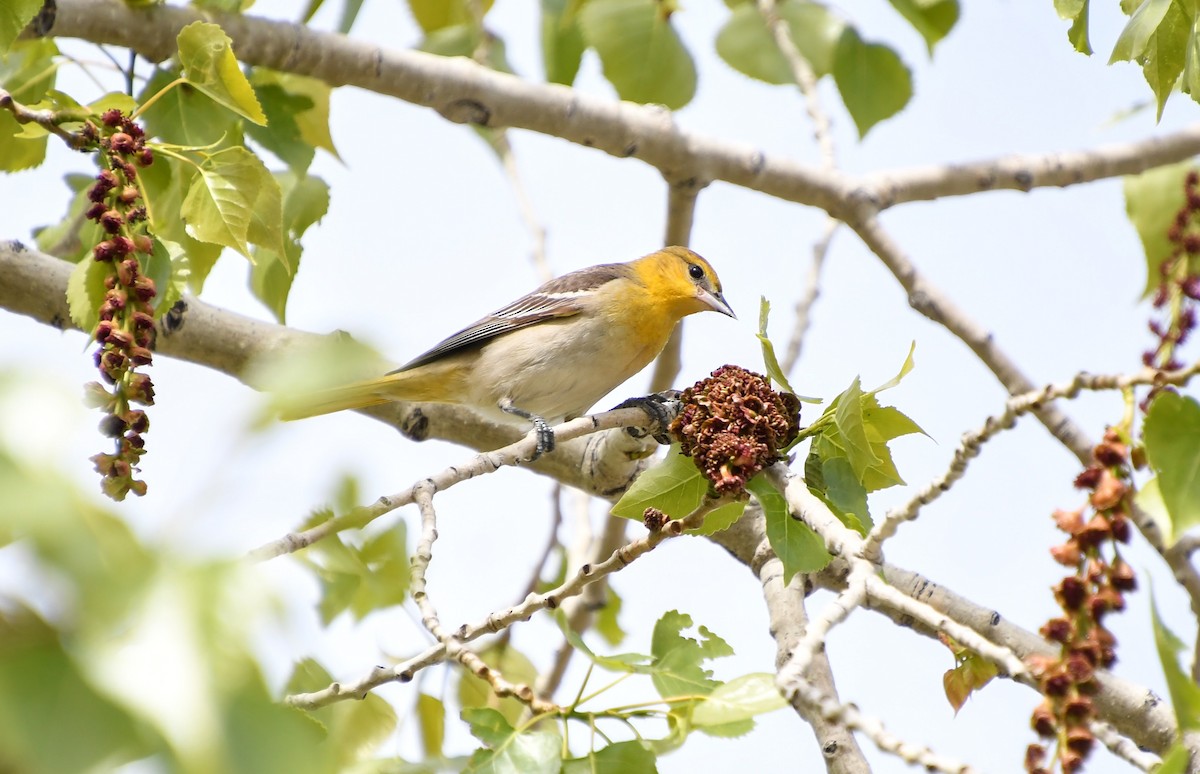 Bullock's Oriole - ML618837970