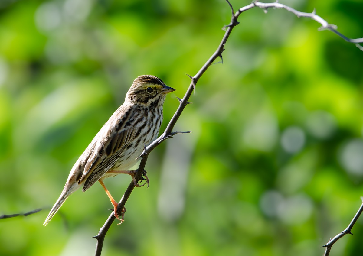 Savannah Sparrow - Teaghan Gillispie