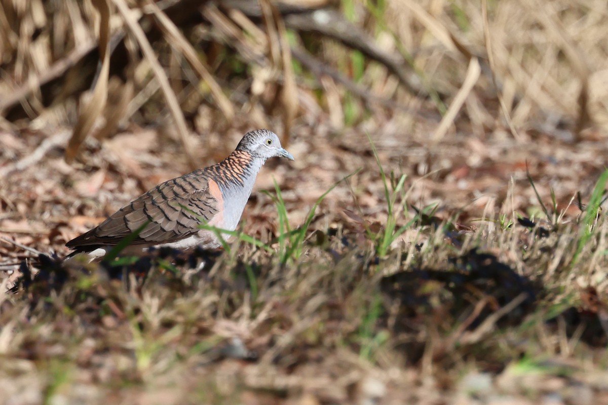 Bar-shouldered Dove - ML618837980