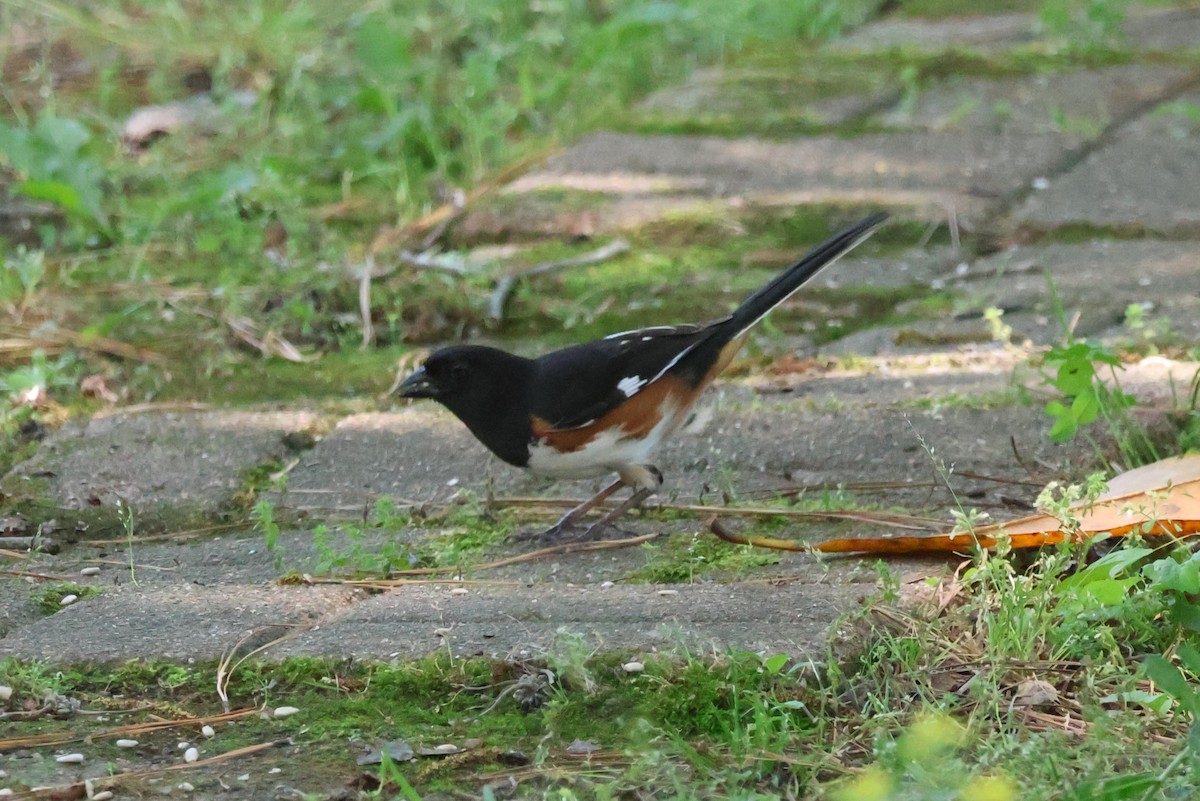 Eastern Towhee - Tricia Vesely