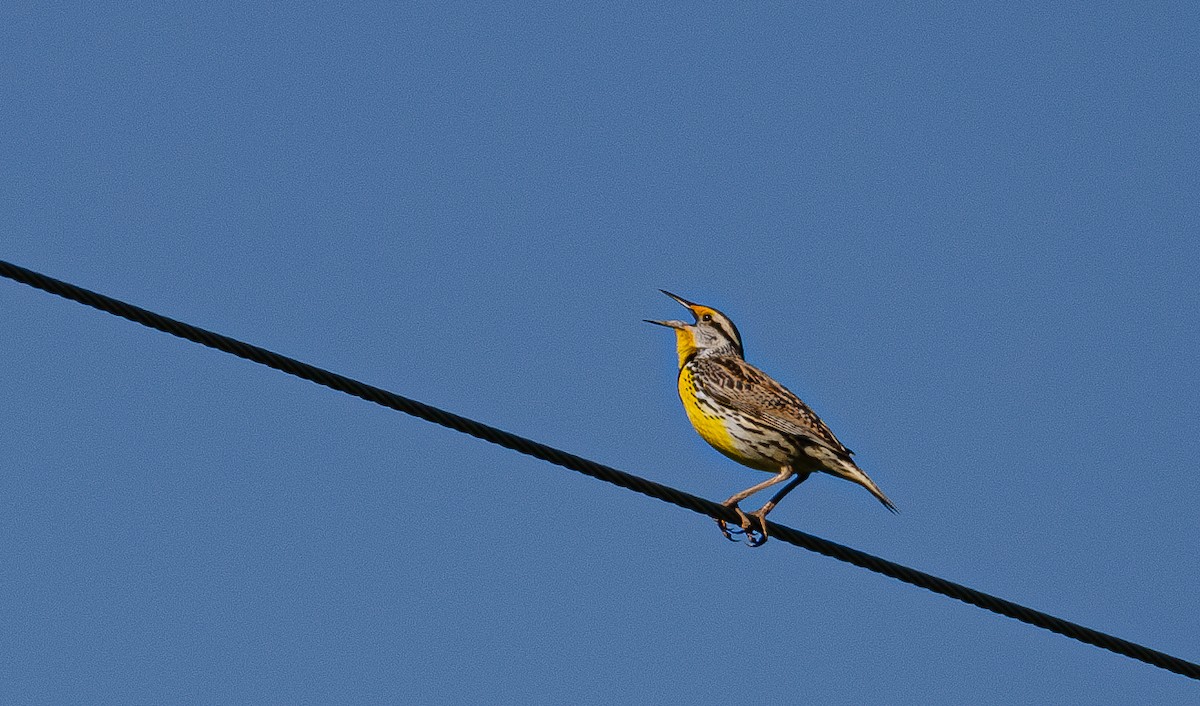 Eastern Meadowlark - Teaghan Gillispie