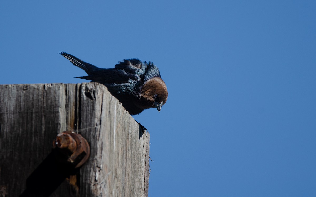 Brown-headed Cowbird - ML618838001