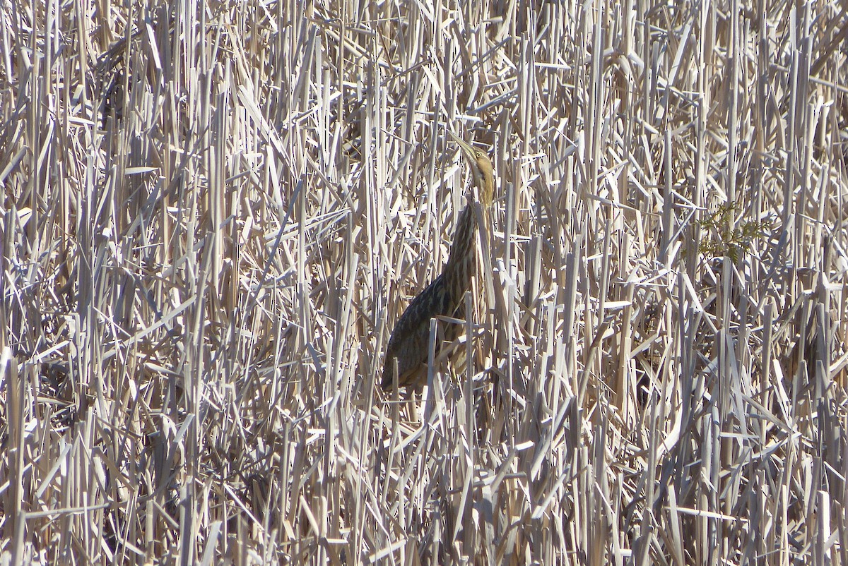 American Bittern - Andrée Gagnon