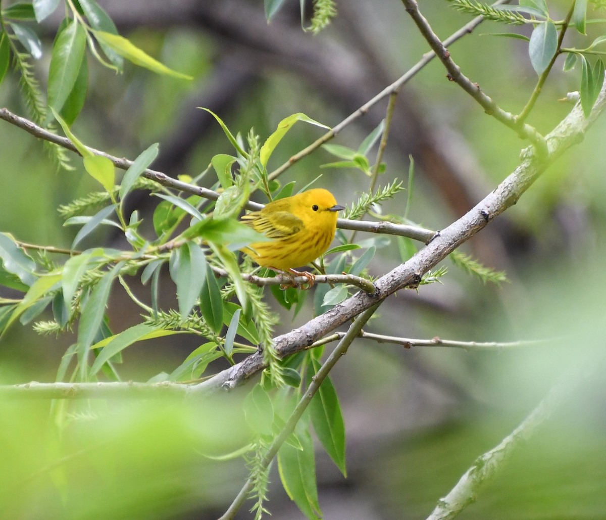 Yellow Warbler - ML618838005