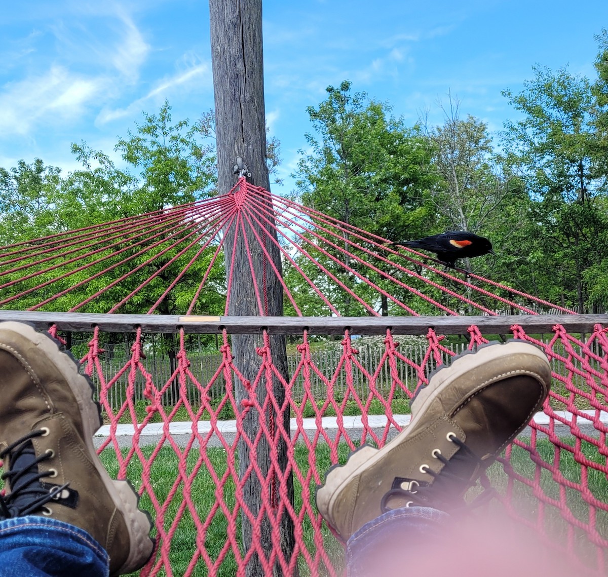 Red-winged Blackbird - Anonymous