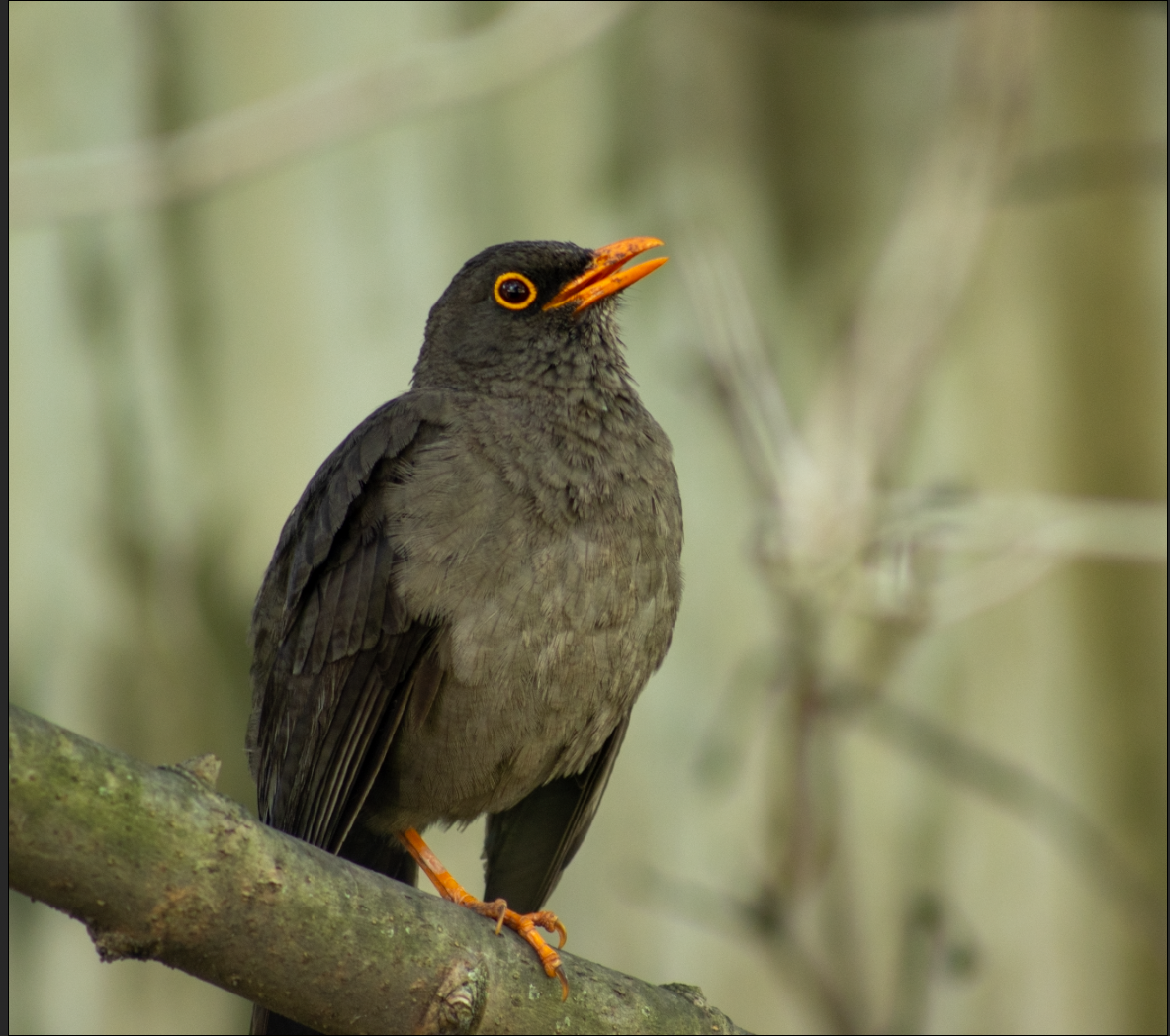 Great Thrush - ML618838015