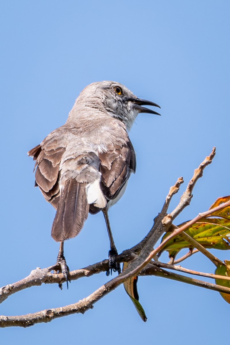 Northern Mockingbird - Meileen Otero