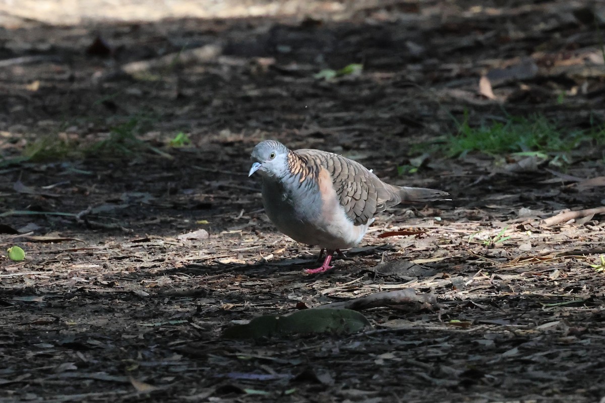 Bar-shouldered Dove - Dennis Devers