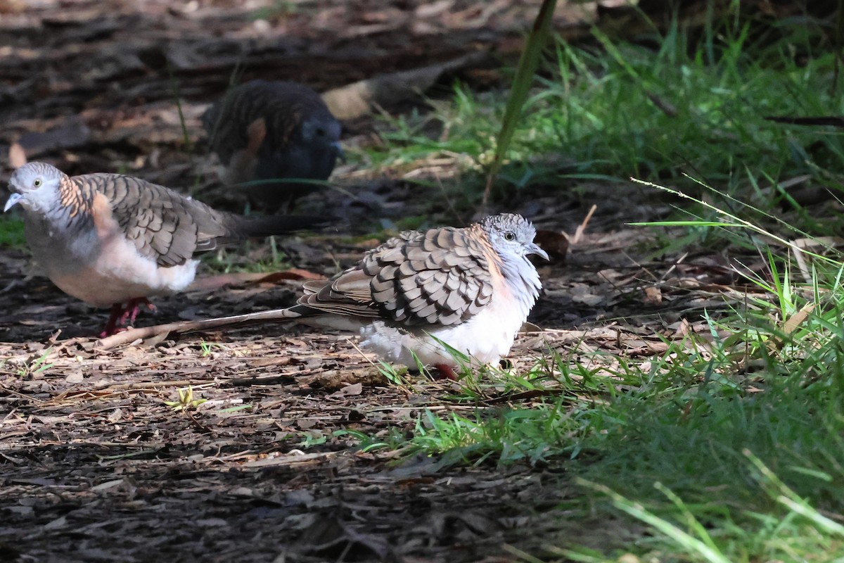 Bar-shouldered Dove - ML618838020