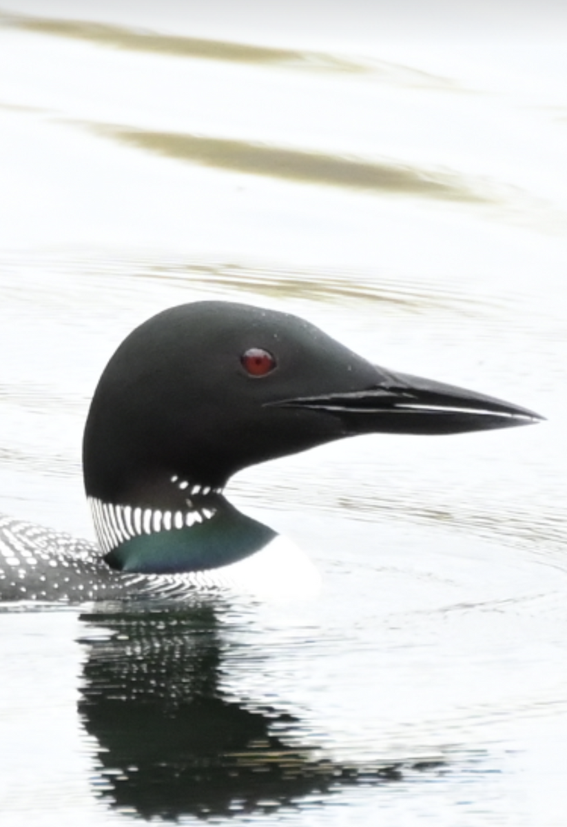 Common Loon - Sylvie Rioux