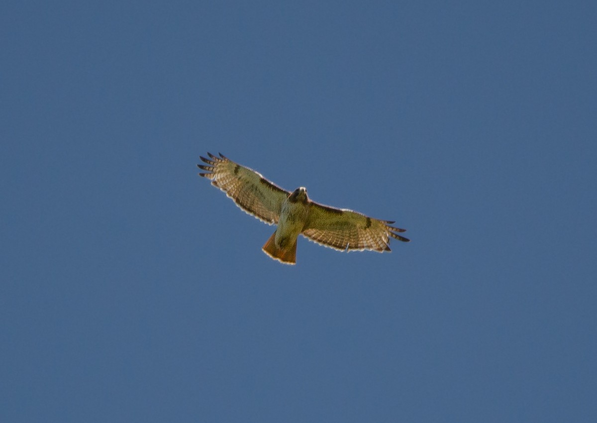 Red-tailed Hawk - ML618838032