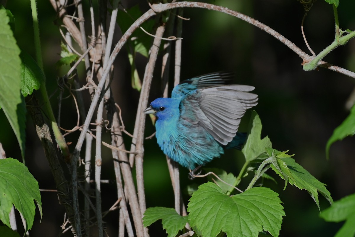 Indigo Bunting - Andrew Ednie