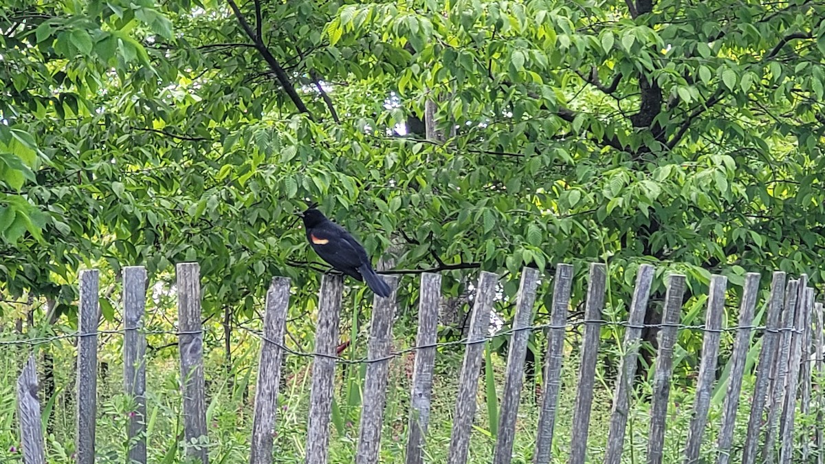 Red-winged Blackbird - Anonymous