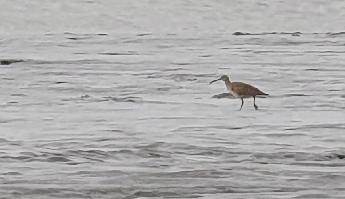 Whimbrel - Cal Gesmundo