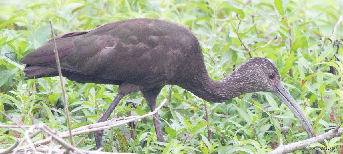 White-faced Ibis - Janey Woodley