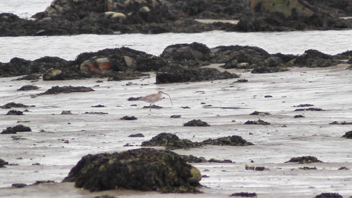 Whimbrel - Oleg Dokuchaev