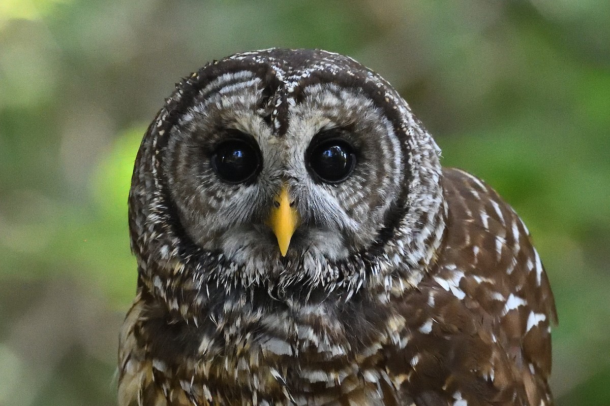 Barred Owl - Shane Carroll