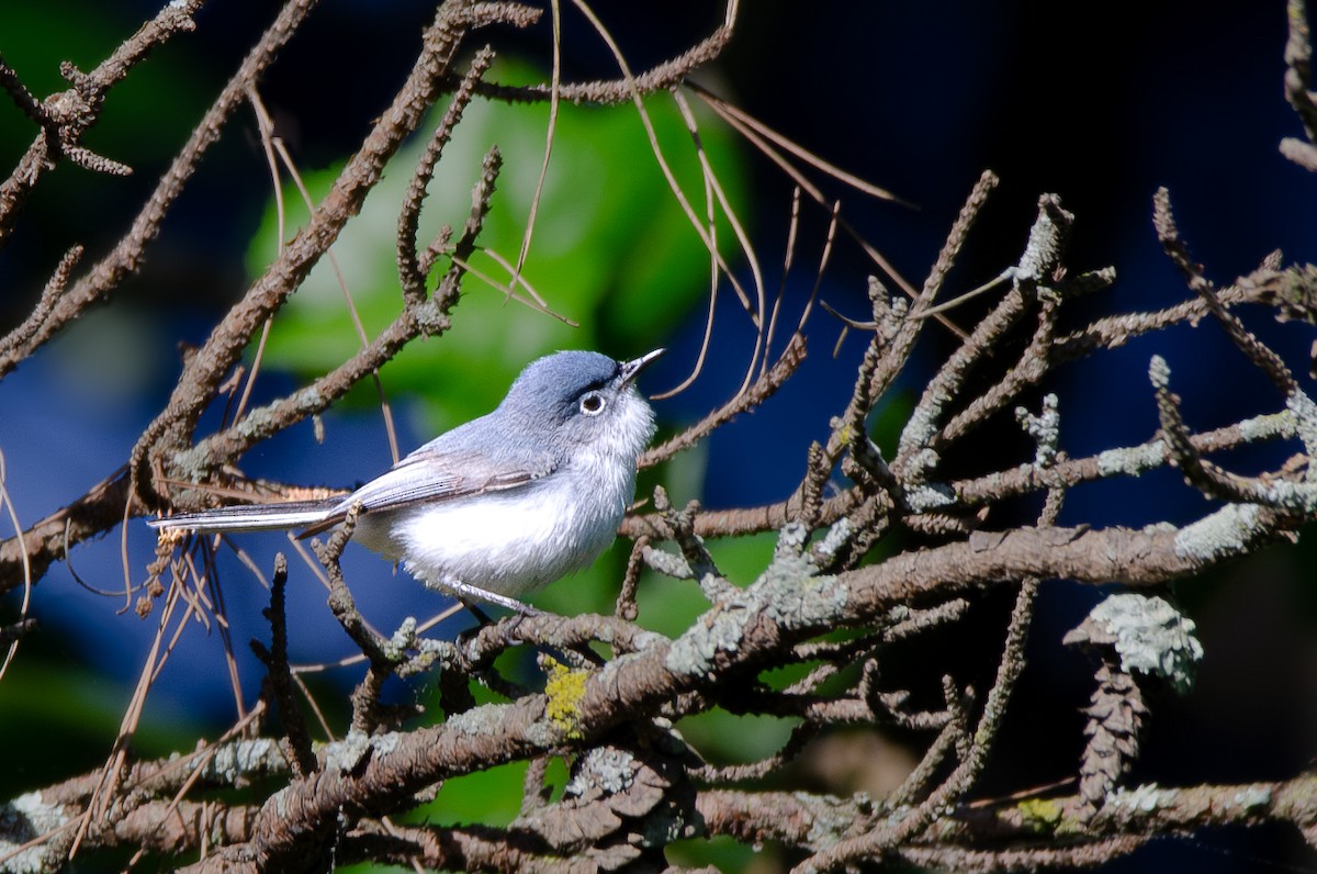 Blue-gray Gnatcatcher - Teaghan Gillispie