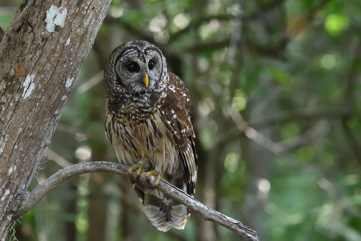 Barred Owl - Shane Carroll