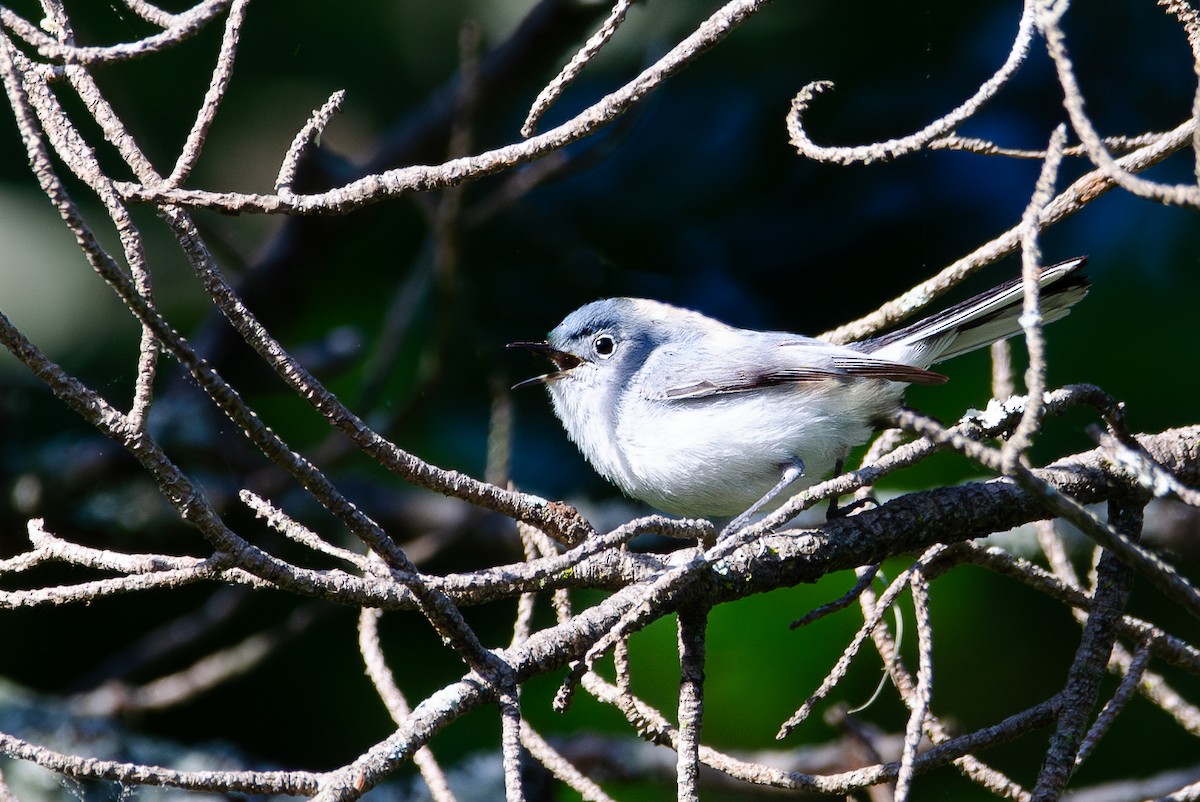 Blue-gray Gnatcatcher - Teaghan Gillispie