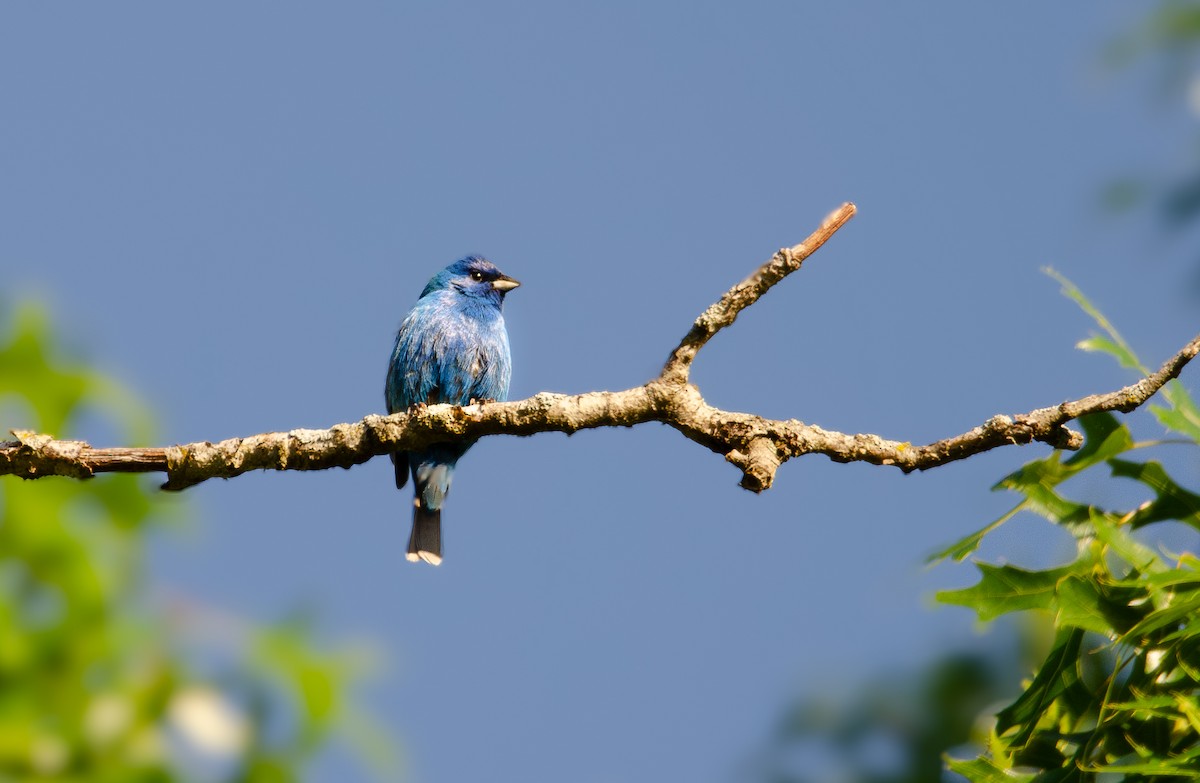 Indigo Bunting - Teaghan Gillispie