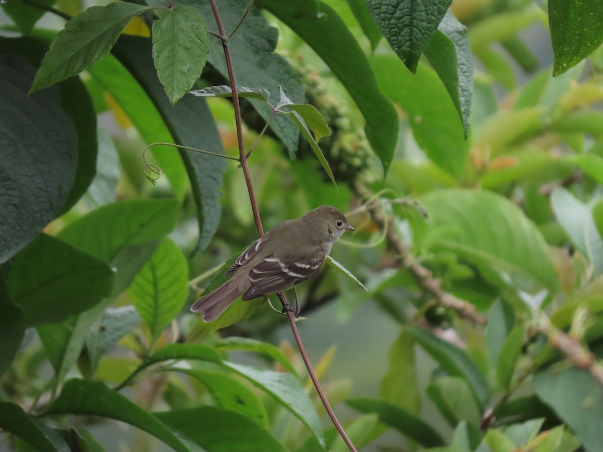 Mountain Elaenia - Cristian Cufiño