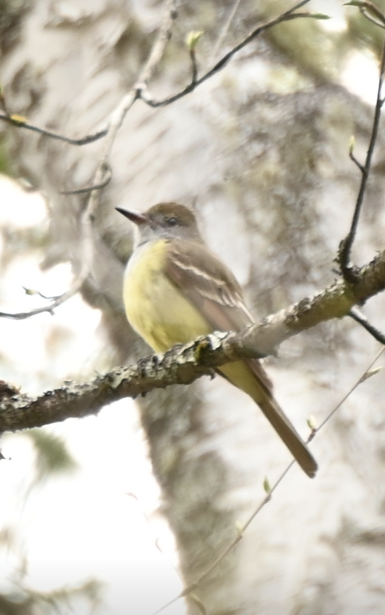 Great Crested Flycatcher - ML618838081