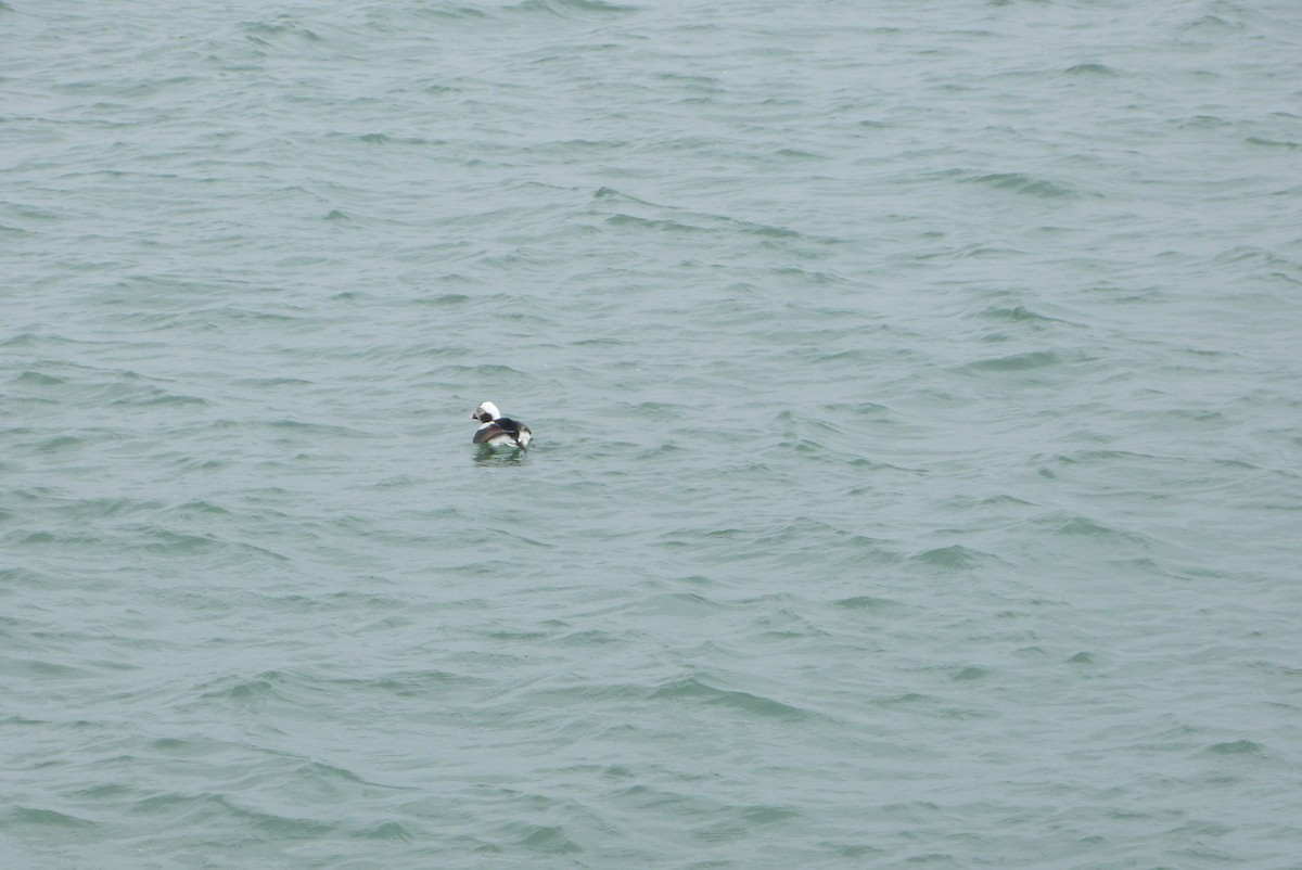 Long-tailed Duck - ML618838083