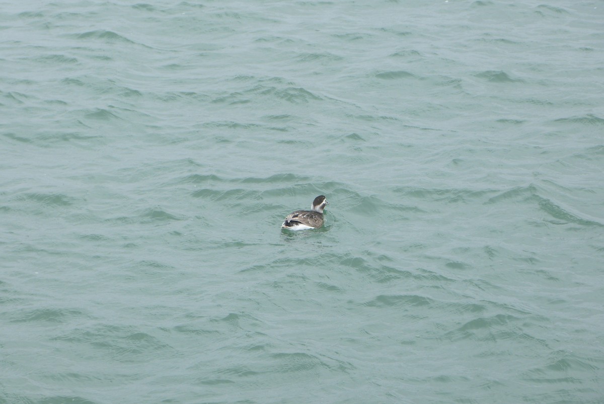 Long-tailed Duck - ML618838084