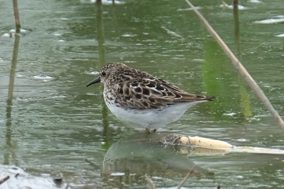 Least Sandpiper - Suzanne Tuberdyke