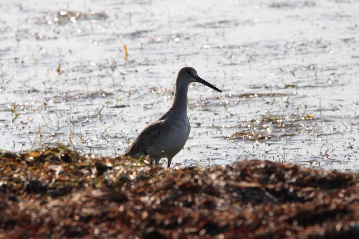 Willet - Fritz (Boch) Hoeflein