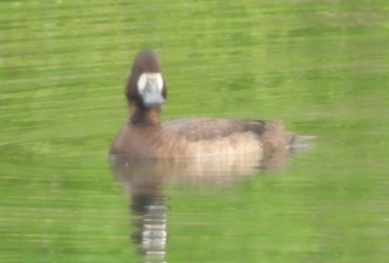 Lesser Scaup - Erika Bowman