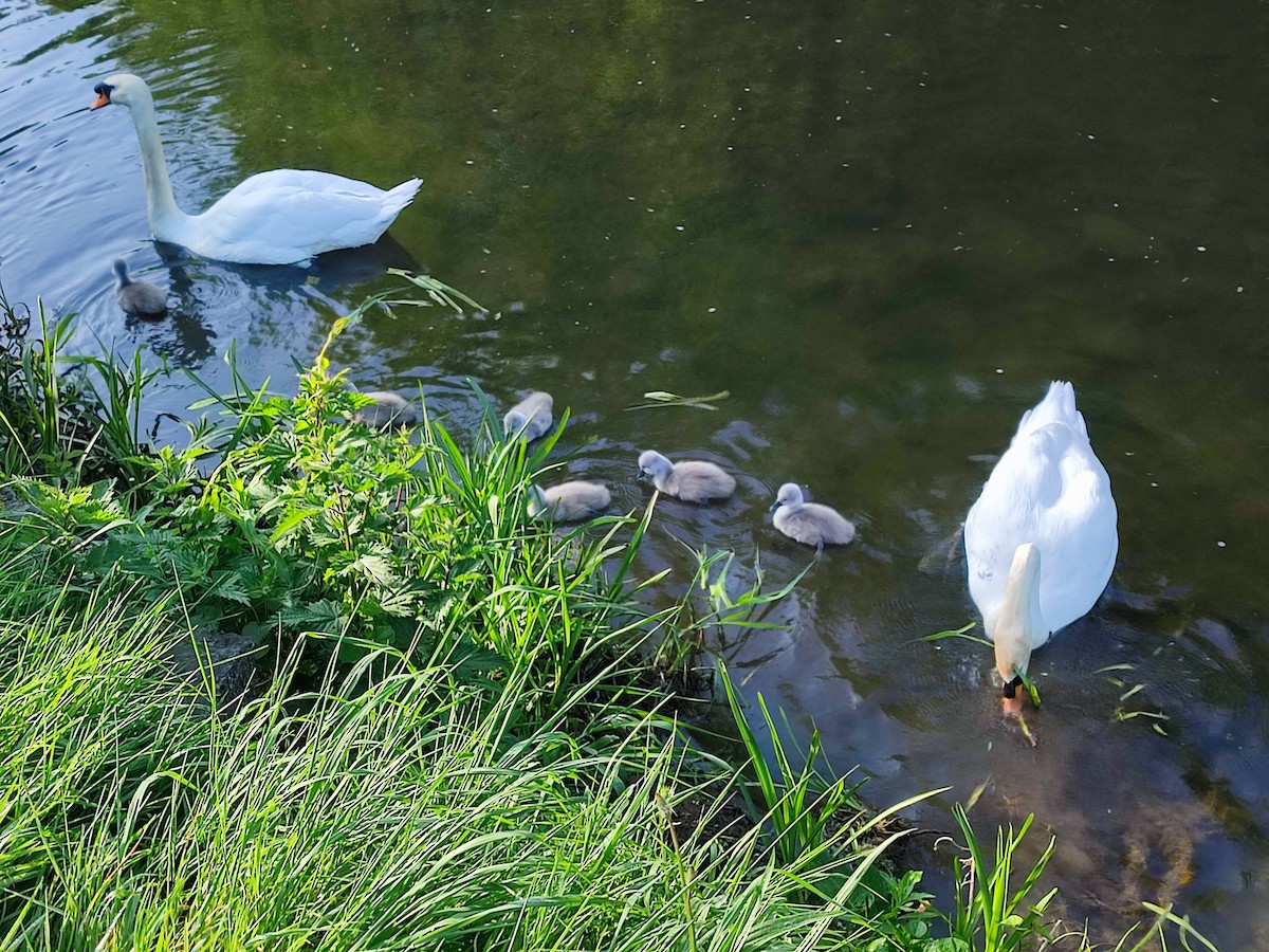 Mute Swan - Brian Carruthers