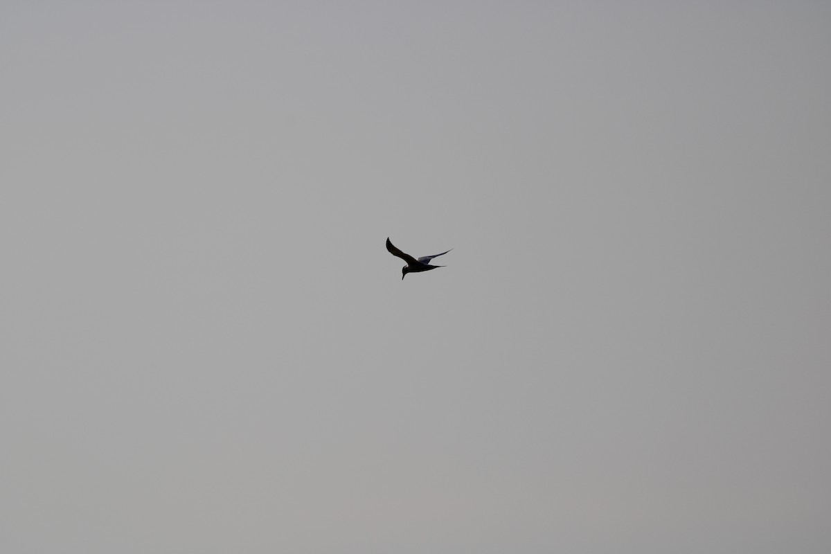 Forster's Tern - Fritz (Boch) Hoeflein