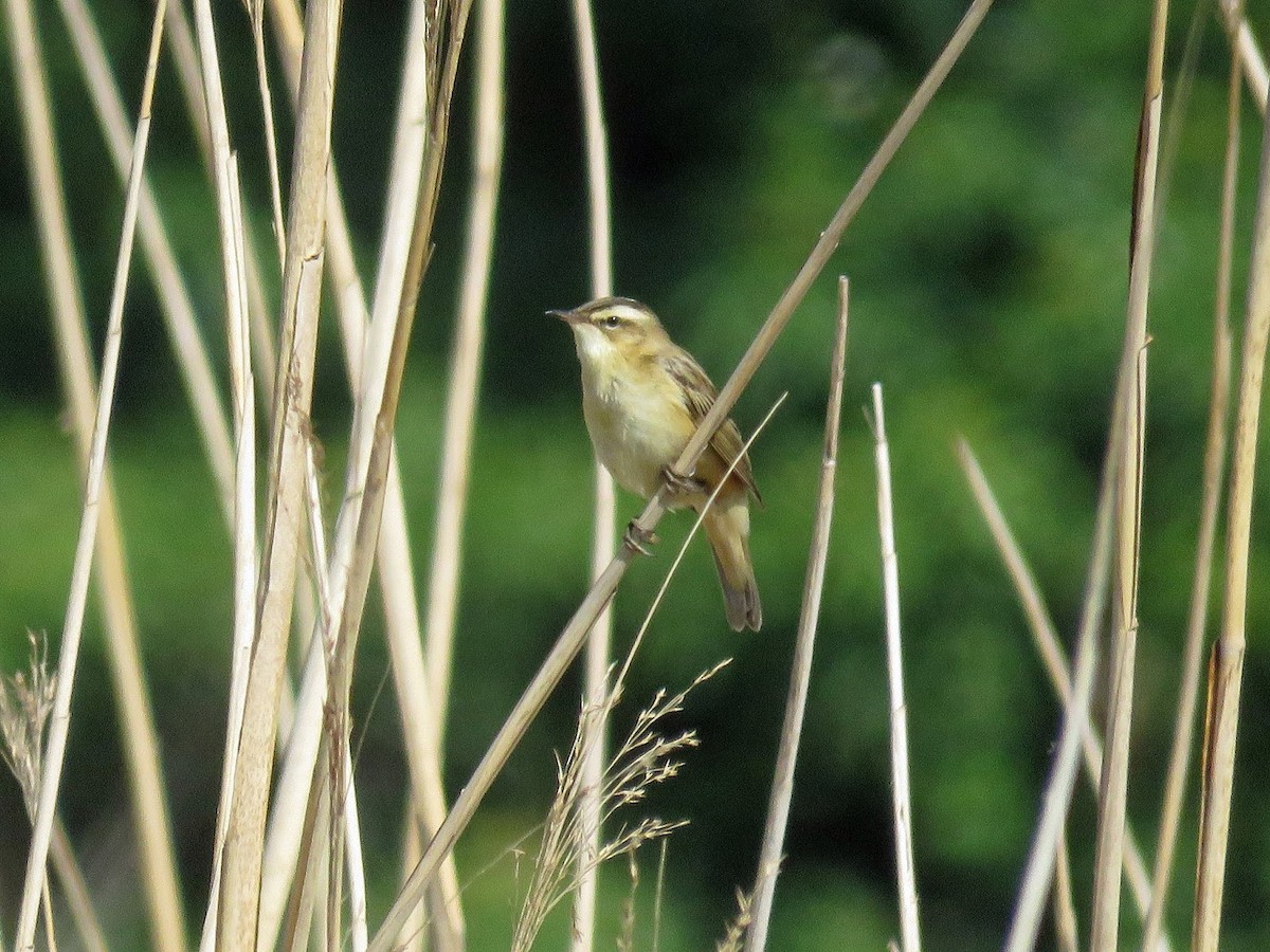 Sedge Warbler - David Campbell