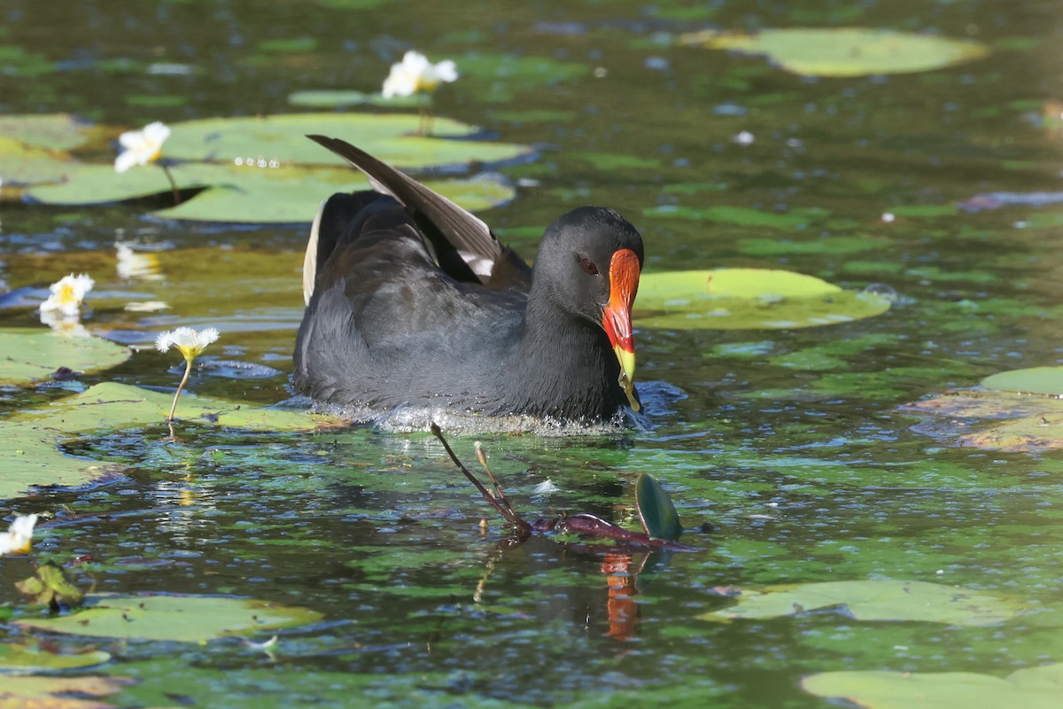 Dusky Moorhen - Dennis Devers