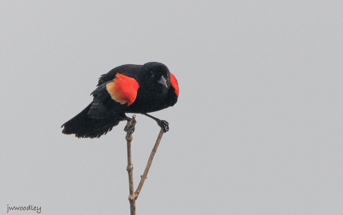 Red-winged Blackbird - Janey Woodley