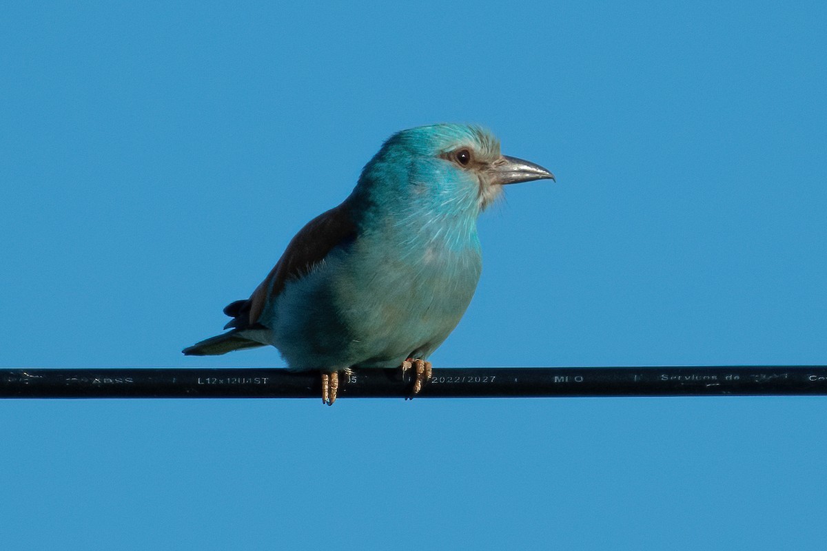 European Roller - Ana Amaral