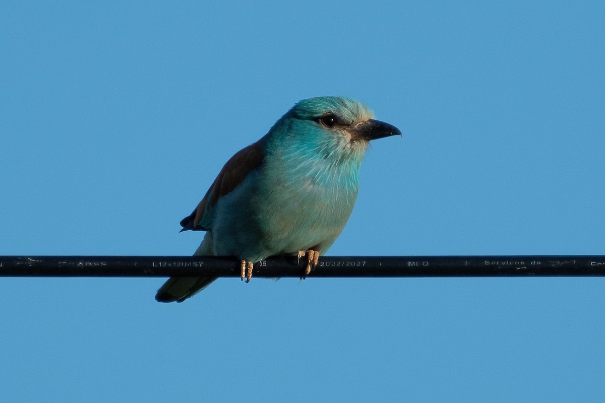 European Roller - Ana Amaral