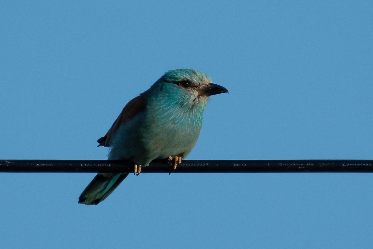 European Roller - Ana Amaral