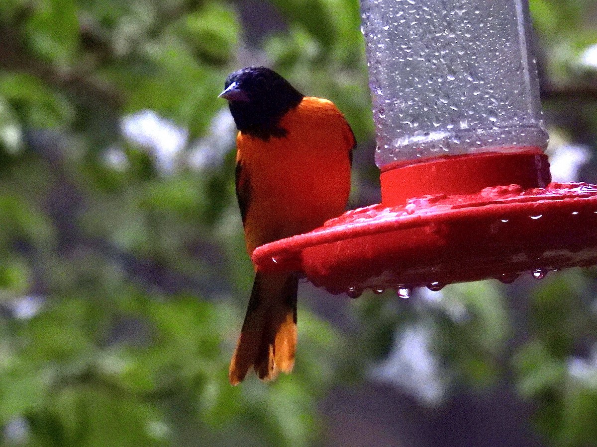 Baltimore Oriole - Isaac Petrowitz