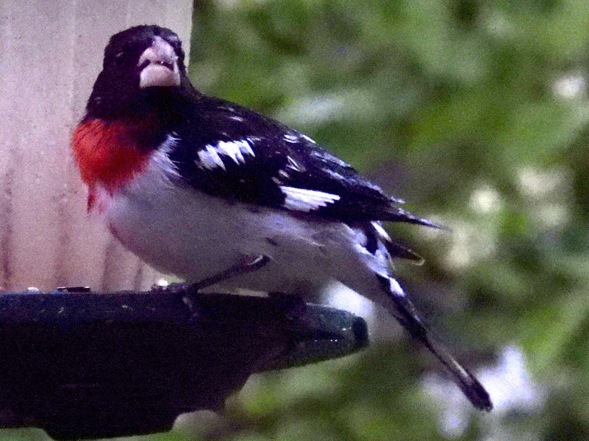 Rose-breasted Grosbeak - Isaac Petrowitz