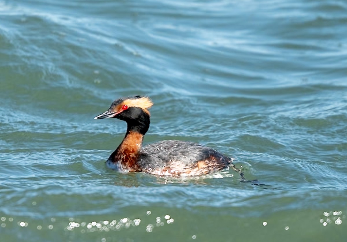 Horned Grebe - Marcus Müller