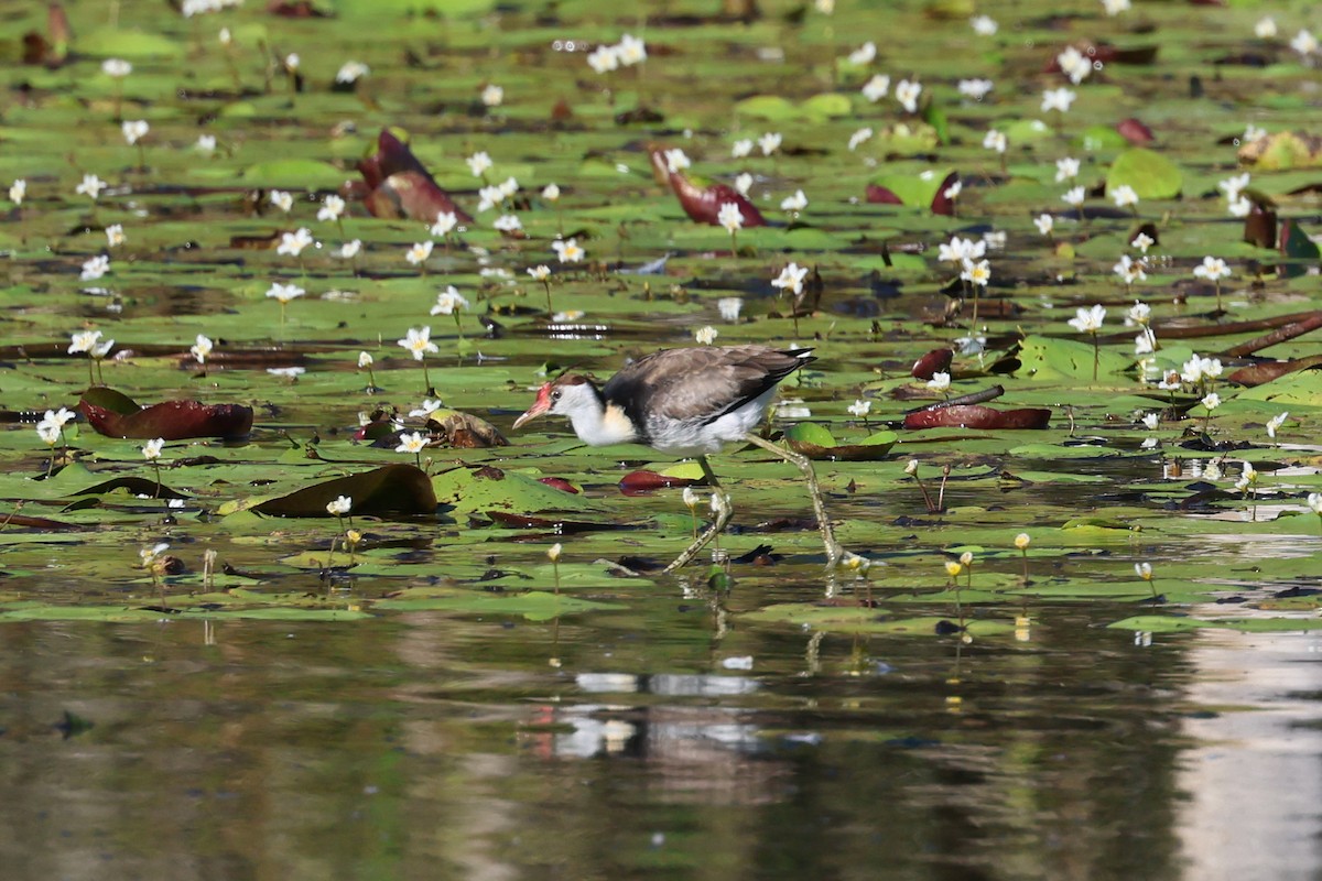 Comb-crested Jacana - Dennis Devers