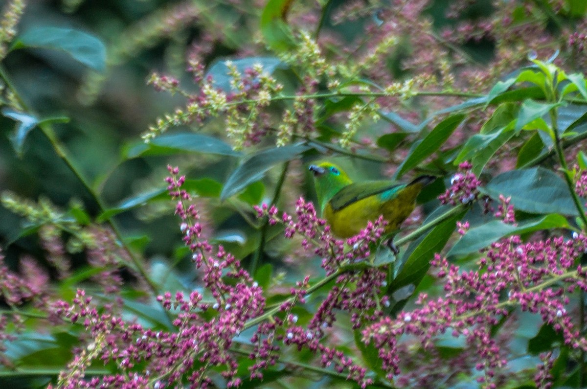 Blue-naped Chlorophonia - joao ferreira