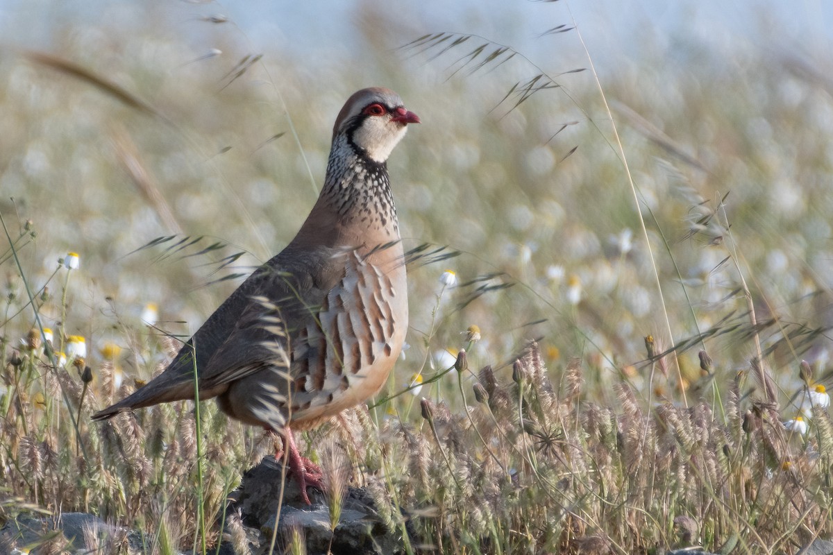 Red-legged Partridge - Ana Amaral