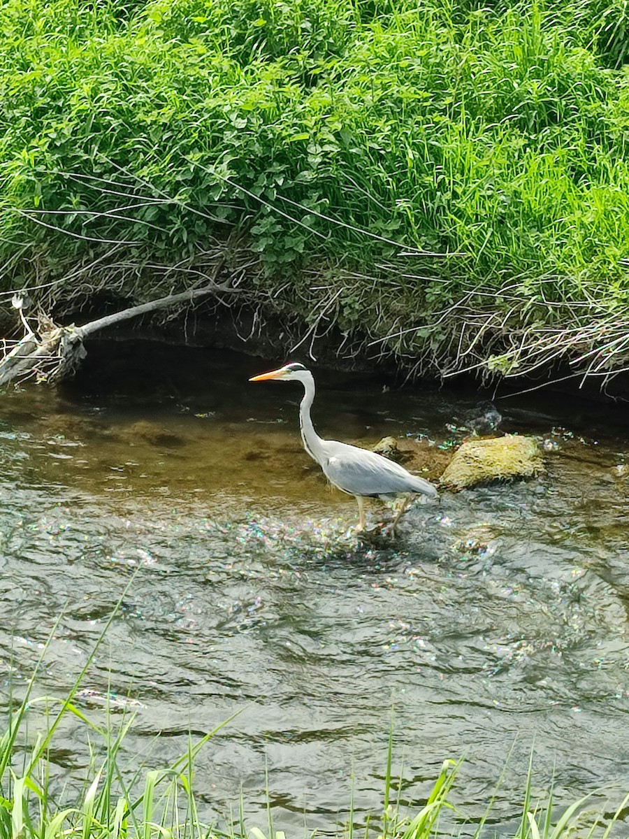 Gray Heron - Brian Carruthers