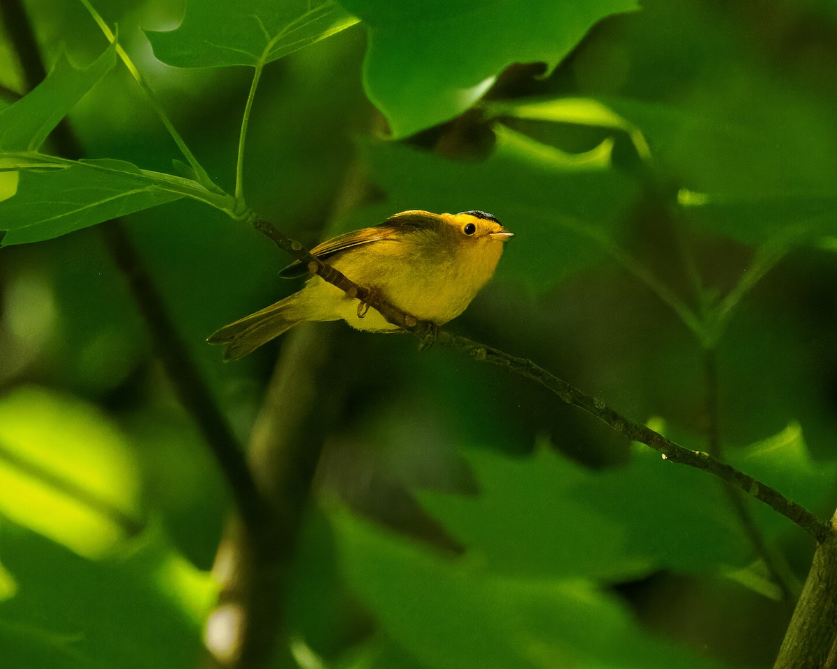 Wilson's Warbler - C. Johnson