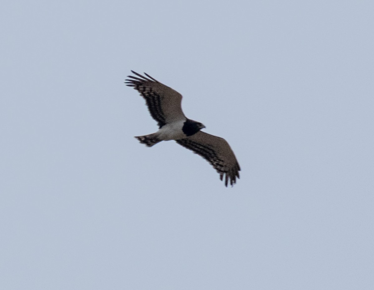 Black-chested Snake-Eagle - Anne Tucker